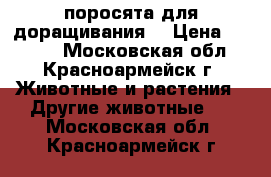 поросята для доращивания. › Цена ­ 8 000 - Московская обл., Красноармейск г. Животные и растения » Другие животные   . Московская обл.,Красноармейск г.